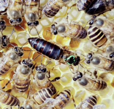 프로폴리스 효능