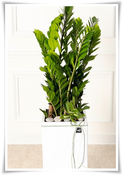 "금전수 키우기" 행운과 부를 불러오는 매력적인 식물!