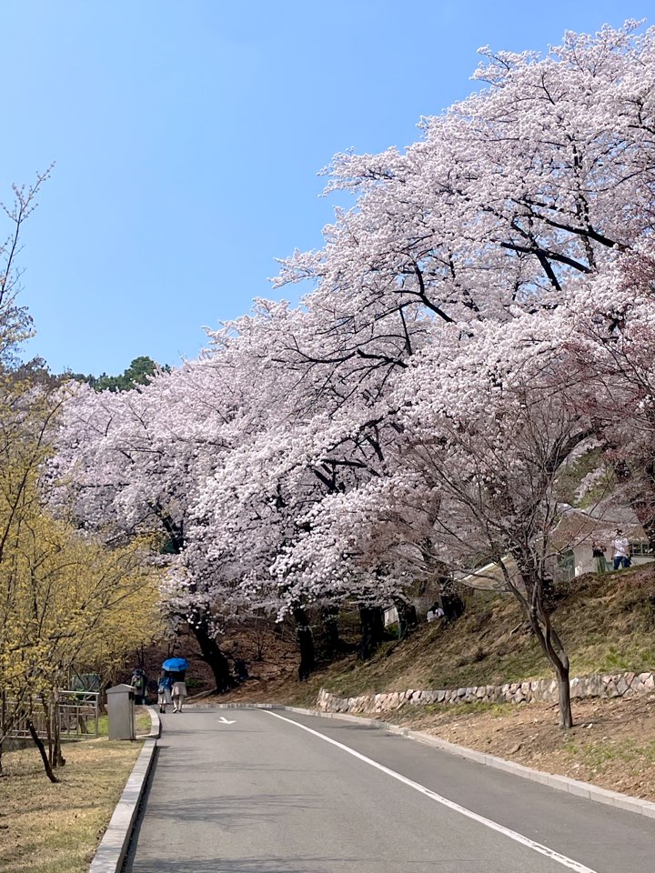 벚꽃