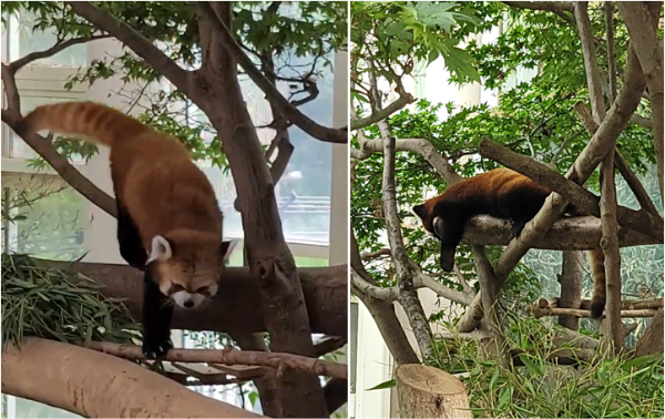 잠들어버린 레서판다