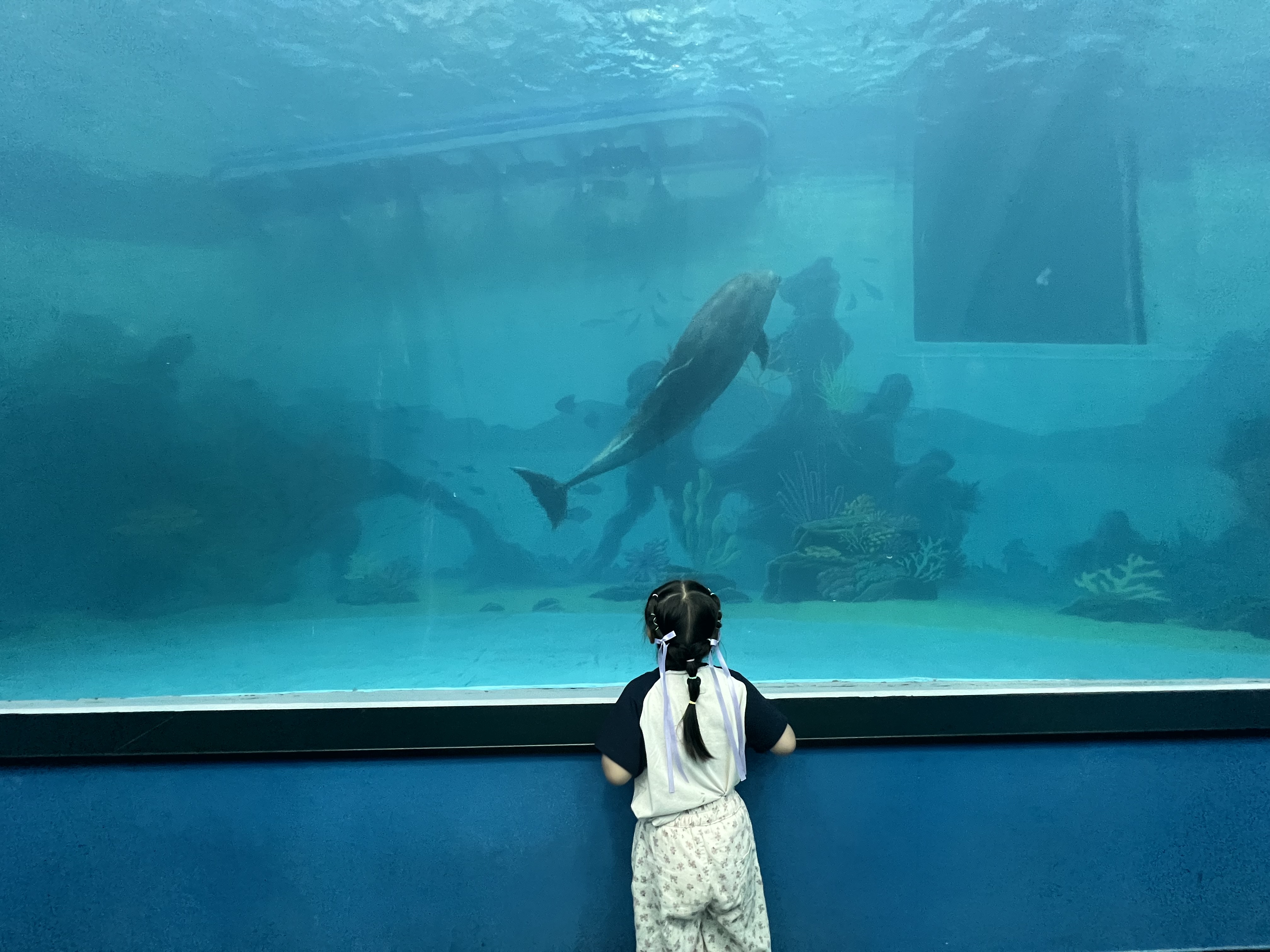 돌고래 관람하는 아이