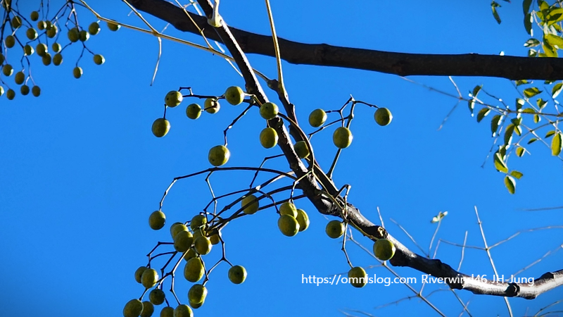 멀구슬나무 열매 천련자(川楝子)