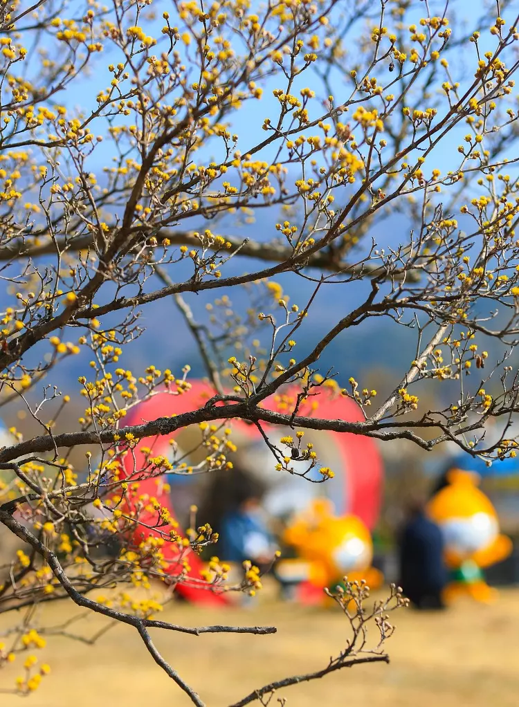 구례 산수유 개화상황