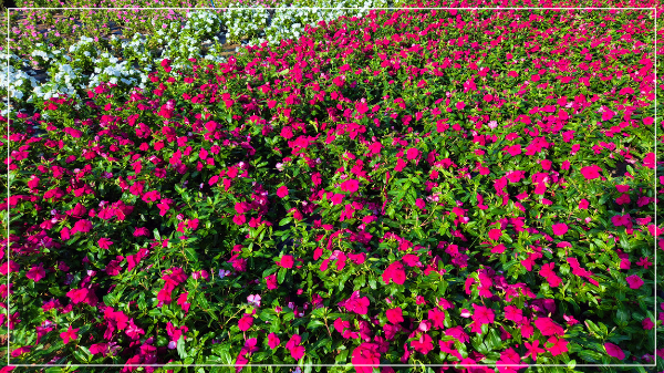 2025 태안 가을꽃 박람회 이미지 / 출처: 코리아플라워파크