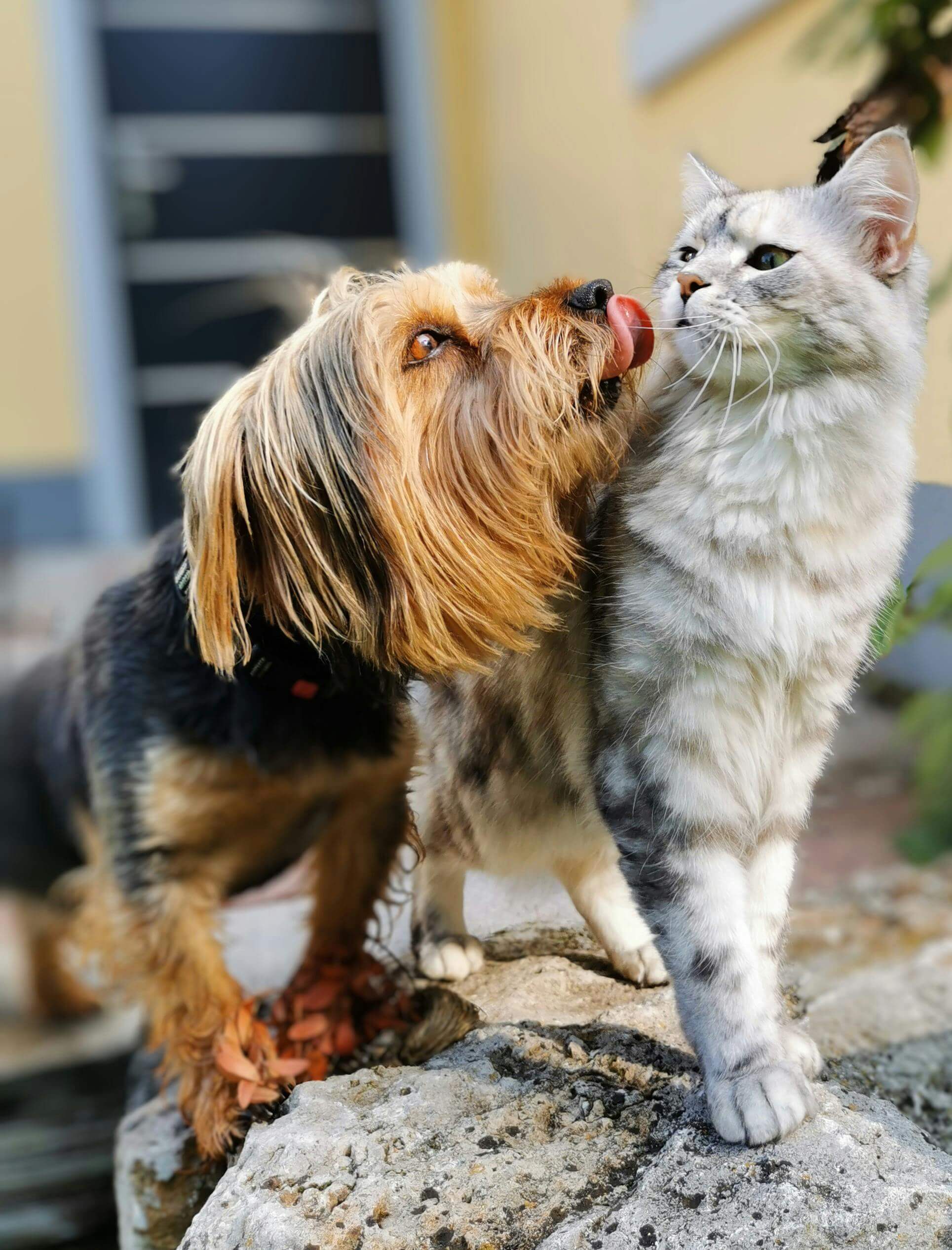 AI 펫테크 산업 보고서｜2026 기술 트렌드 총정리