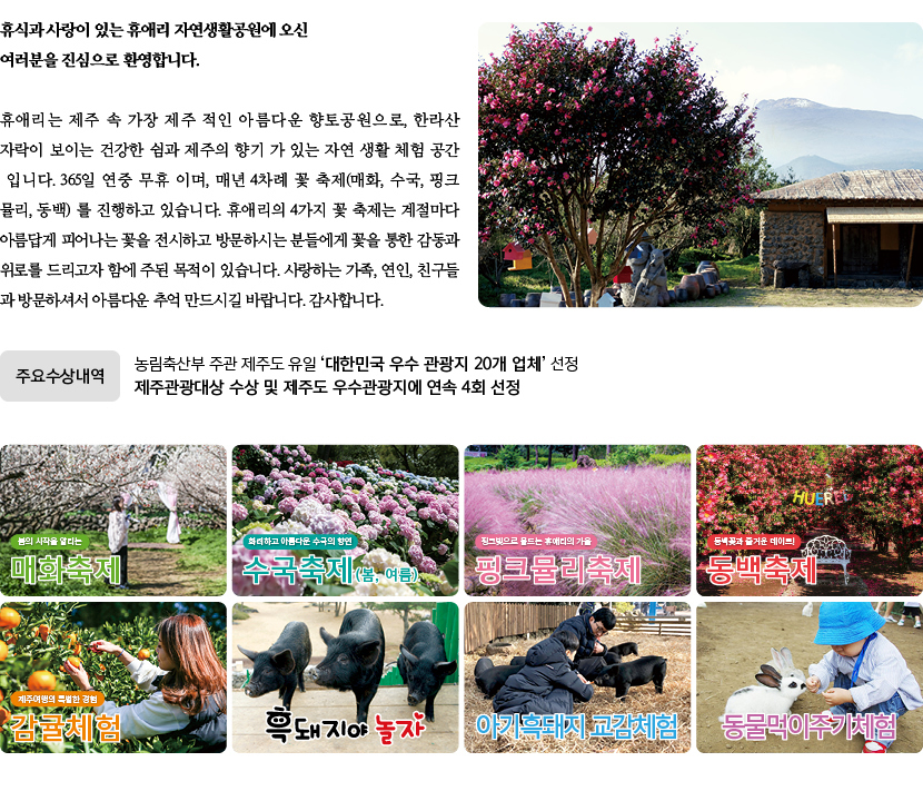 휴애리 여름 수국축제