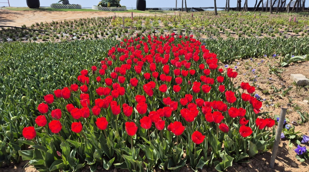 태안 튤립 축제 실시간 개화 상황