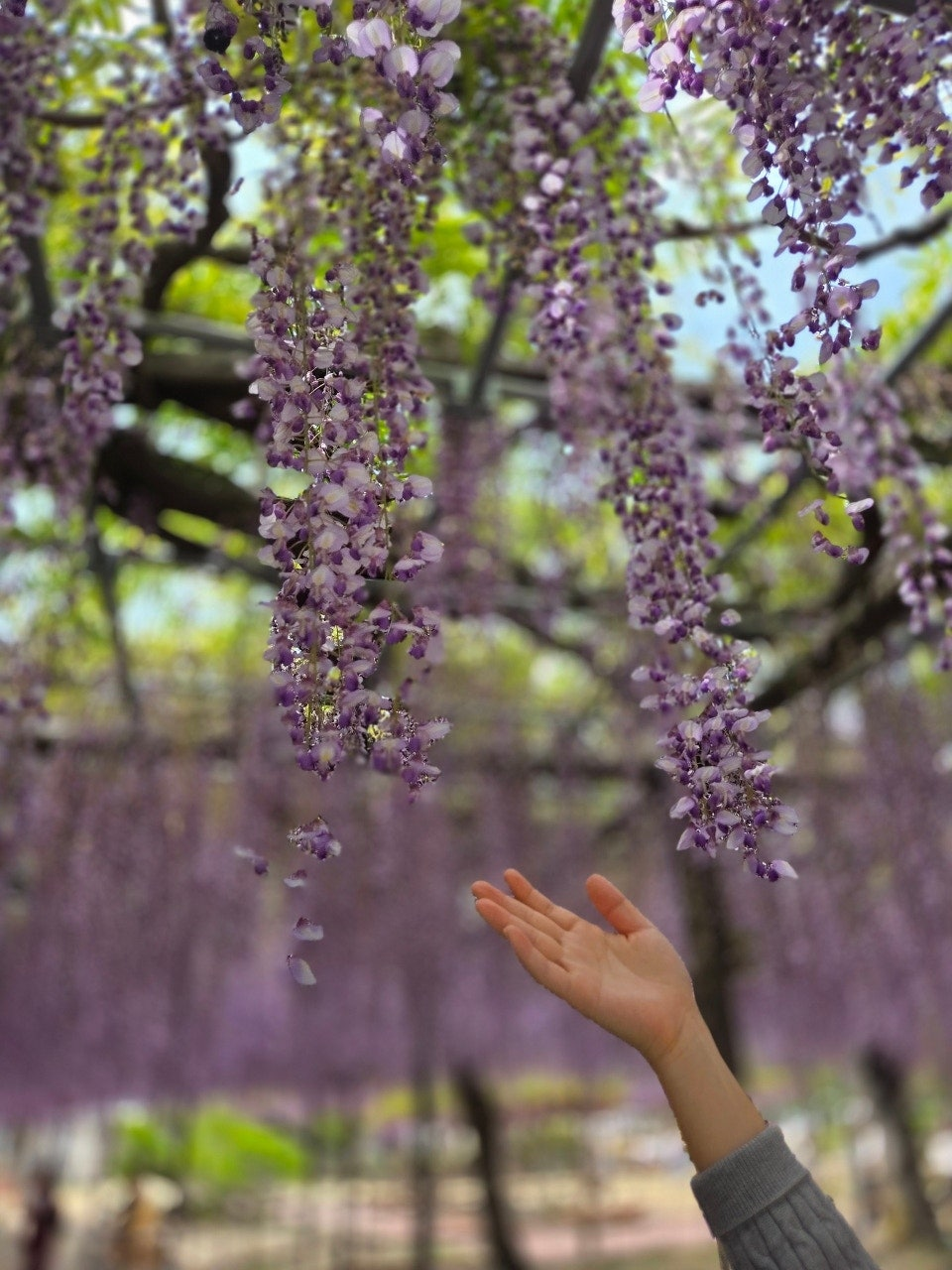 나고야역에서 쓰시마역 가는법,나고야역에서 츠시마역 가는법,후지마츠리,등나무축제,나고야 자유여행
,나고야근교여행,나고야소도시,나고야축제,일본축제