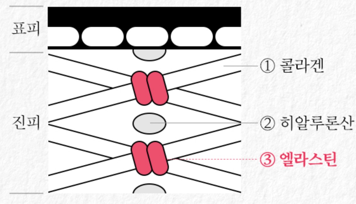 엘라스틴-콜라겐-효능