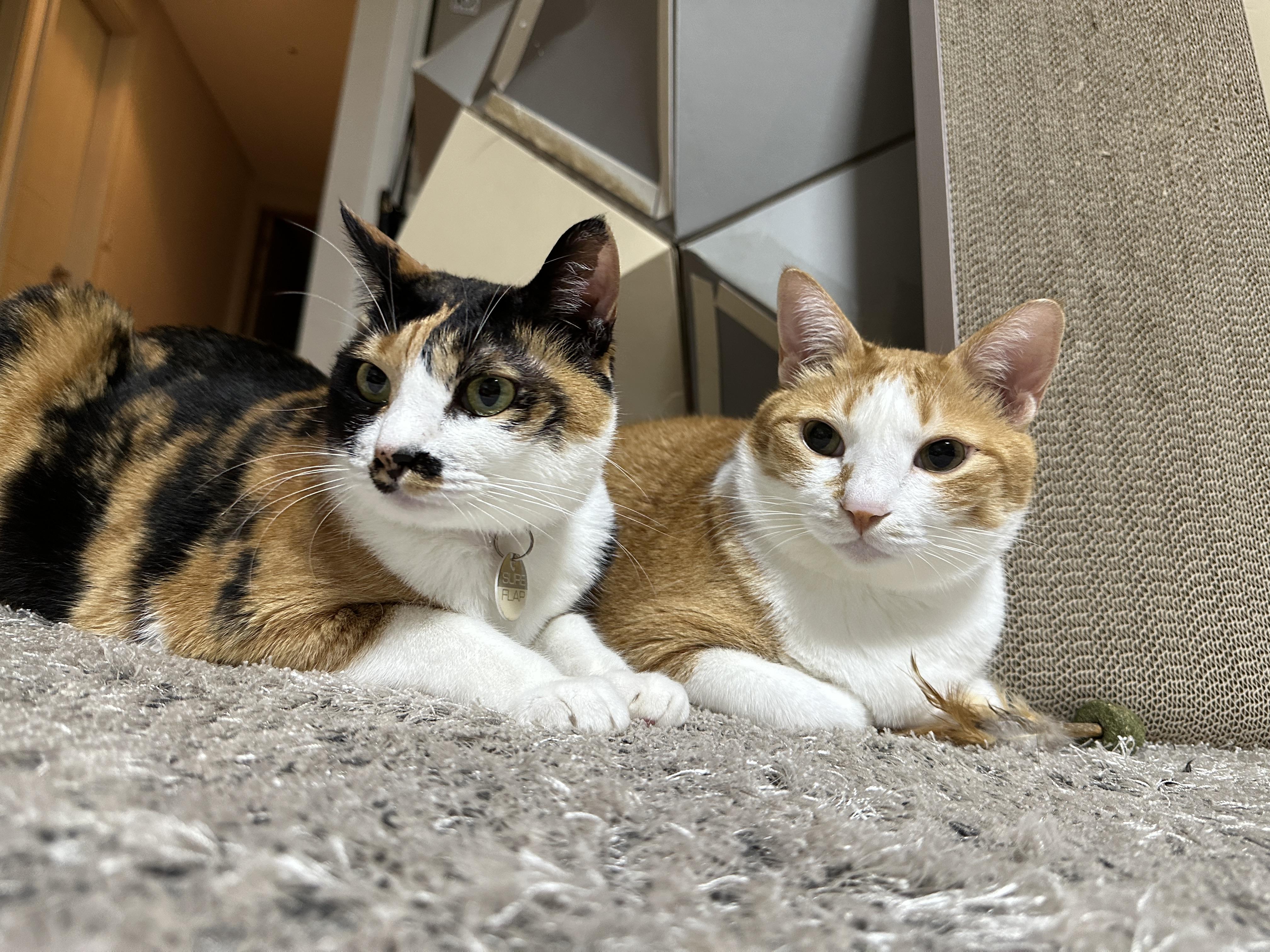 삼색이고양이_다다와_치즈냥이_호야