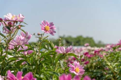 영천 작약밭 전경