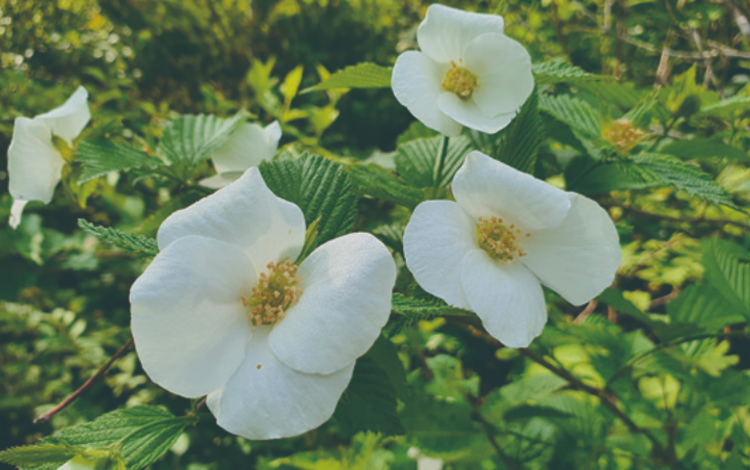 국립한국자생식물원