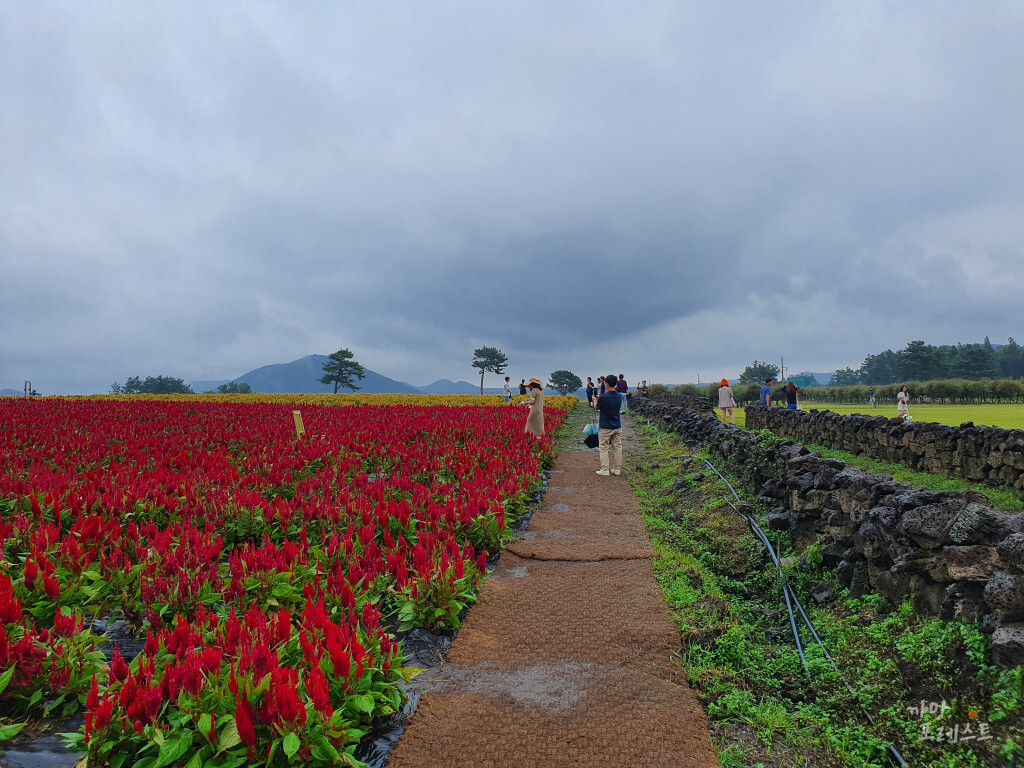 표선 보롬왓 계절별 맨드라미