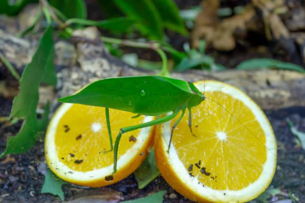 곤충 단백질 시장의 성장! 왜 기업들이 주목할까?