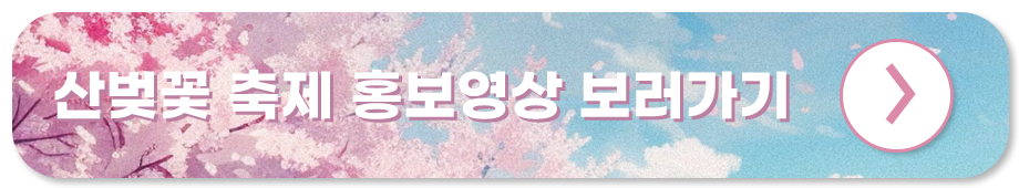 금산 보곡산골 산벚꽃 축제