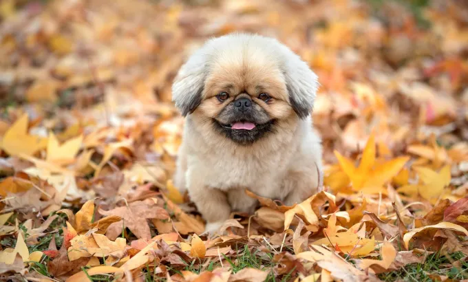 낙엽위에 강아지