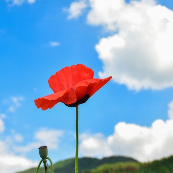 양귀비 꽃양귀비 구분