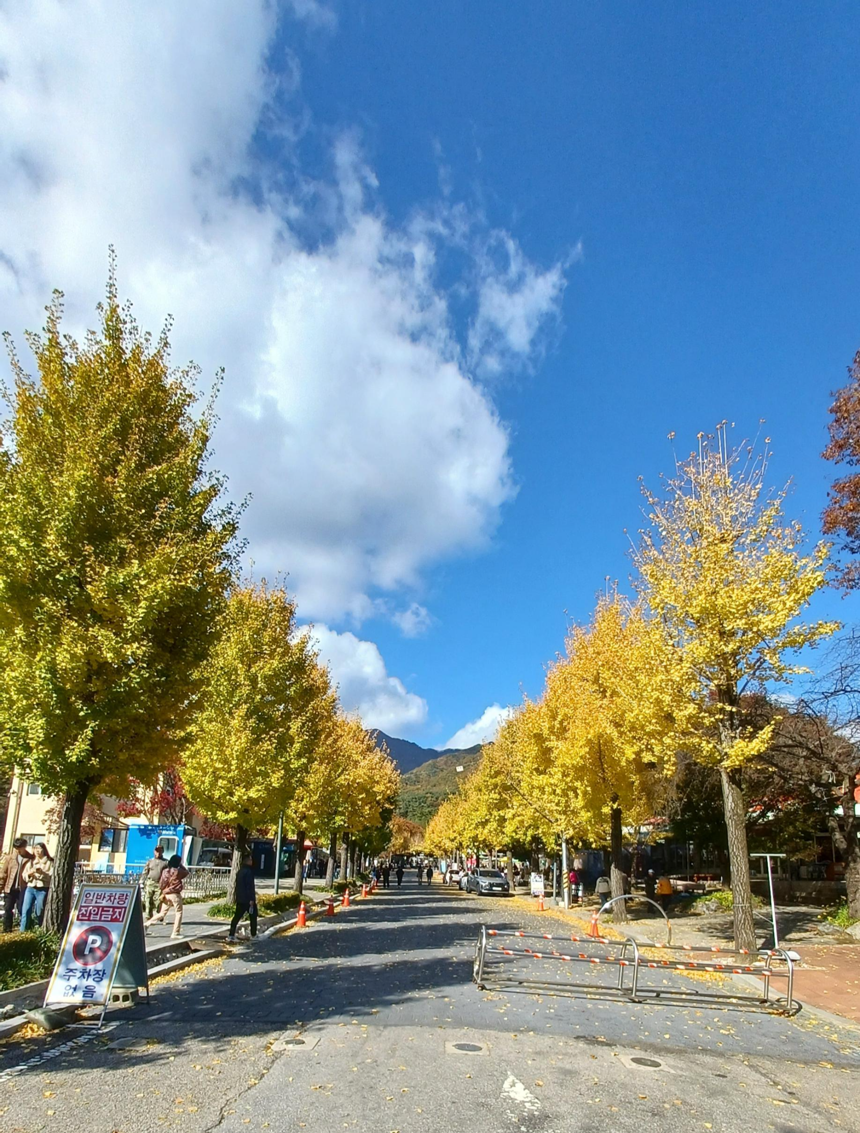 용문산-은행나무-4