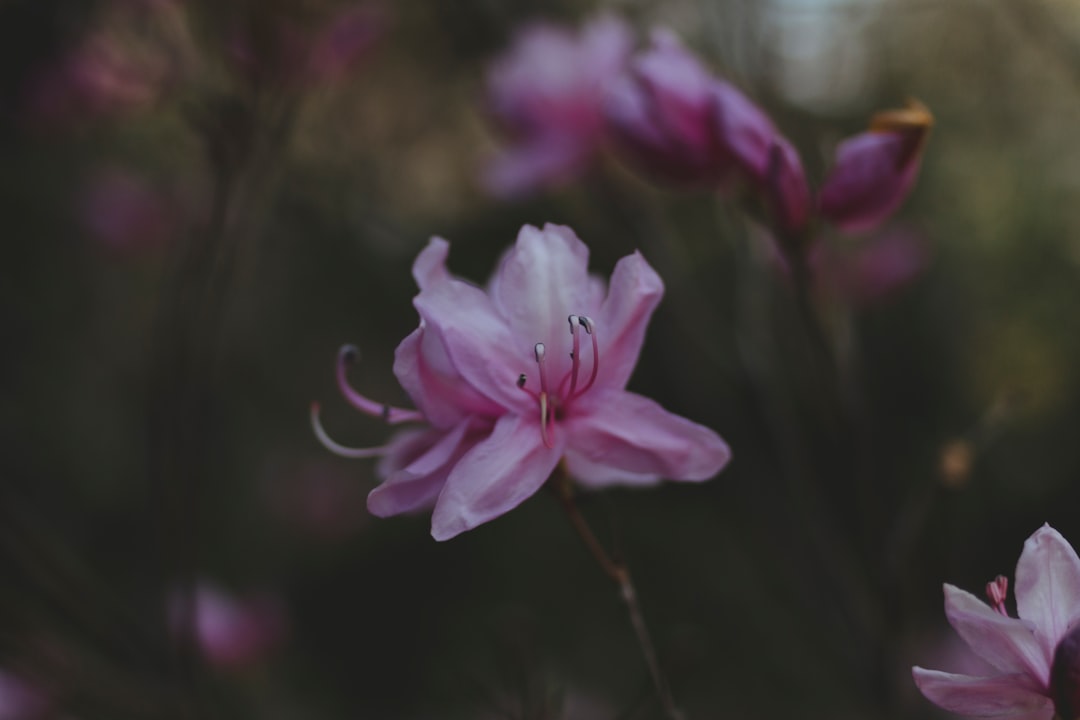 Azalea