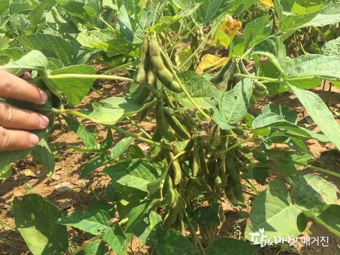 콩 재배 파종 깊이 잡초 억제 멀칭 가뭄 대비_8