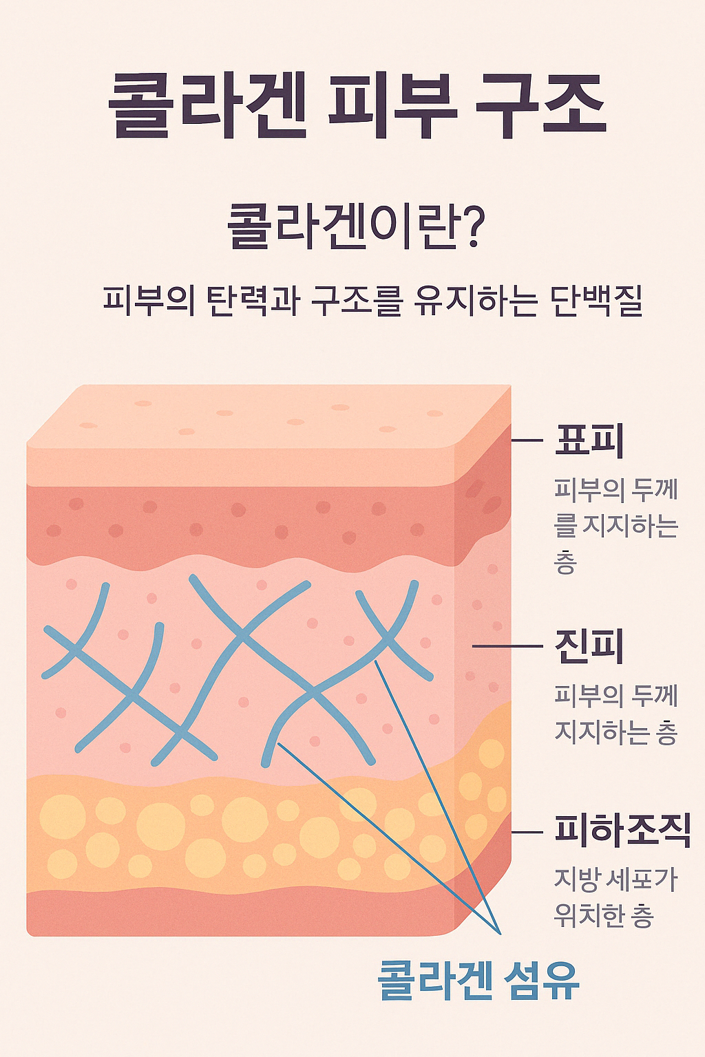 콜라겐 피부 구조 설명 인포그래픽