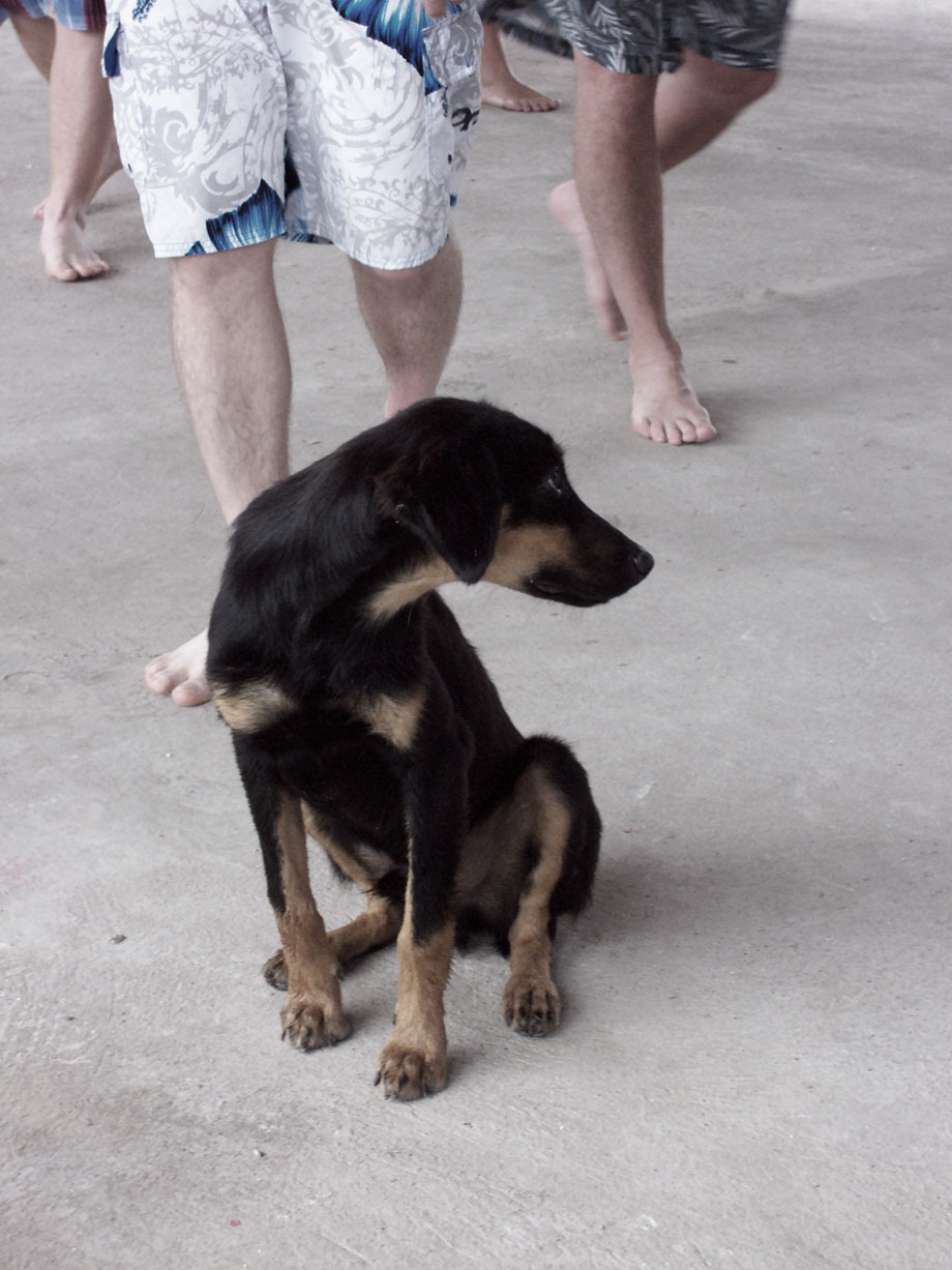 강아지 사회성 테스트 관련 사진
