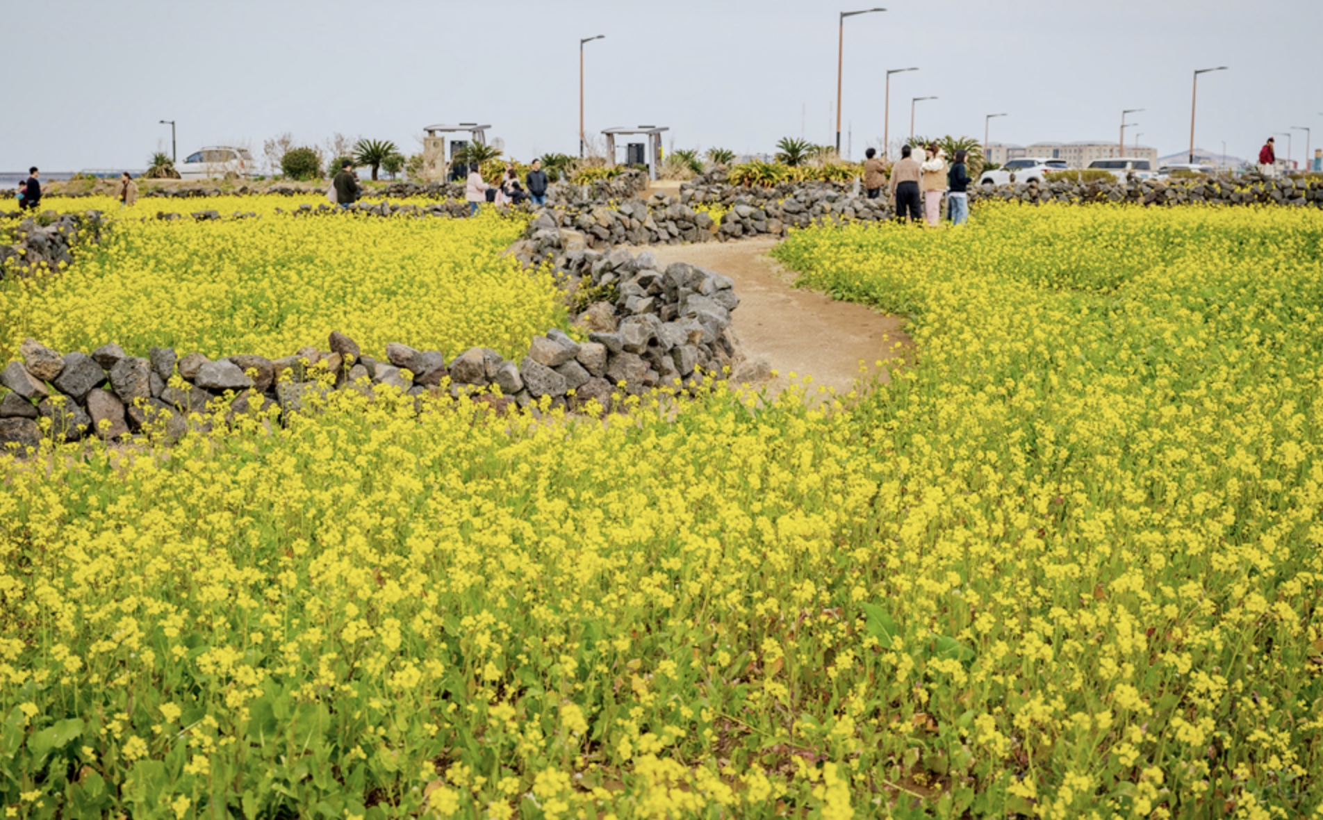 유채꽃과 청보리가 아름다운 가파도 여행