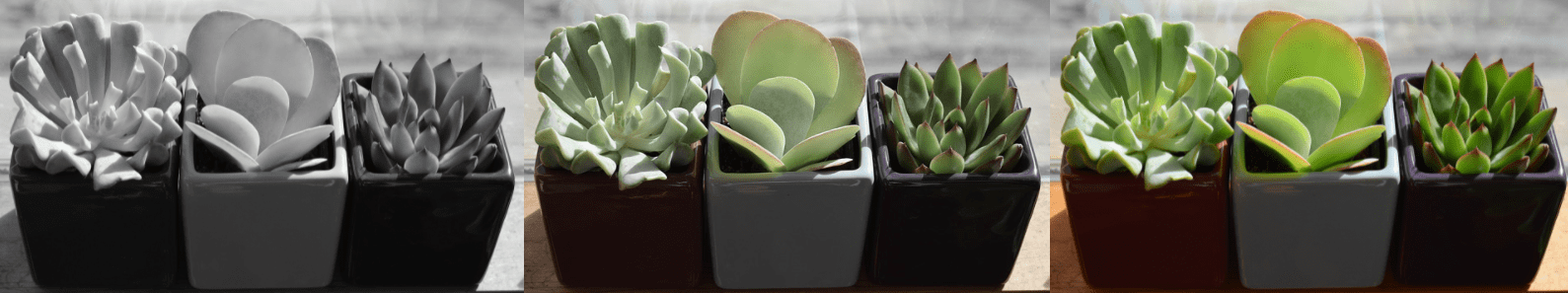 다육이 겨울나기, 물주기, 온도