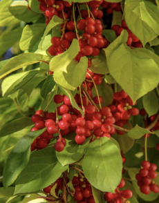 오미자 효능 부작용 먹는법 오미자차 만드는 방법 오미자청 총정리