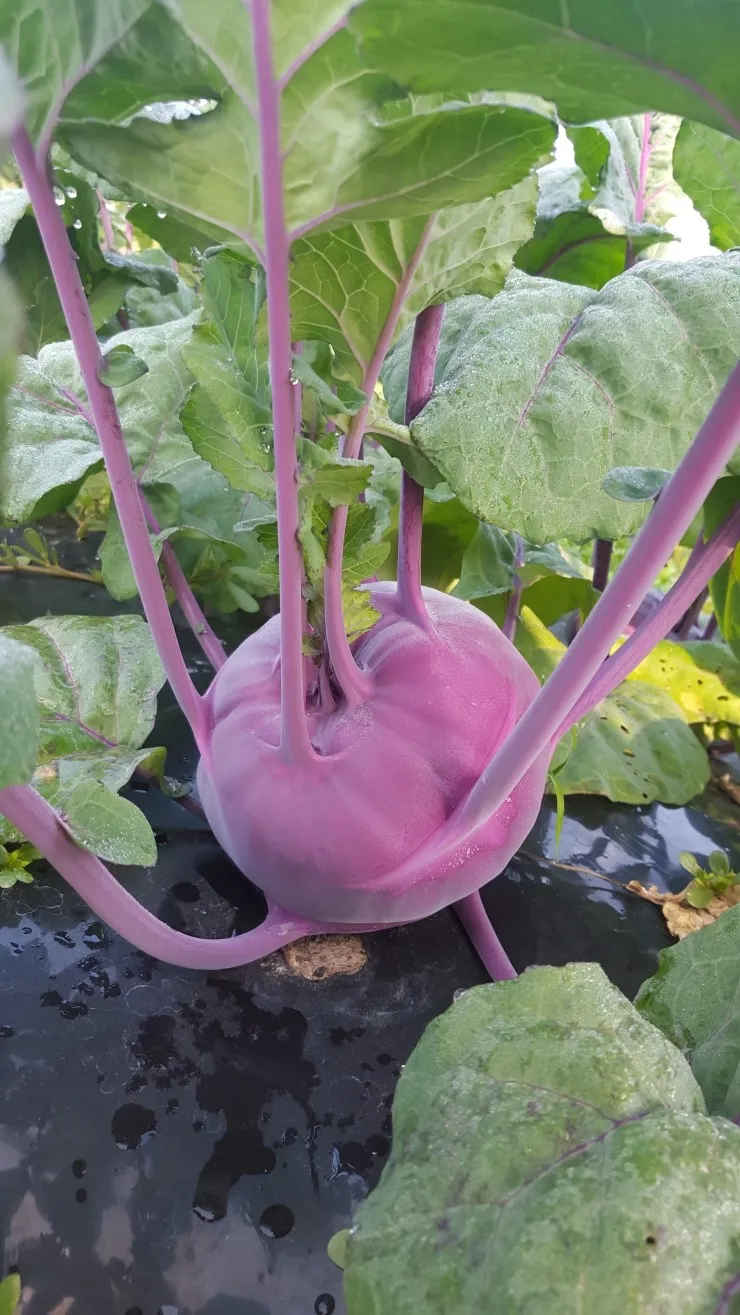 콜라비 재배 모종 선택 빛 관리 당도 높이기_5