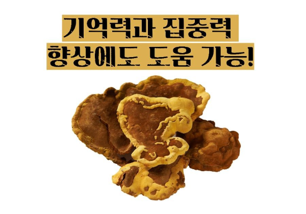 상황버섯 효능 부작용