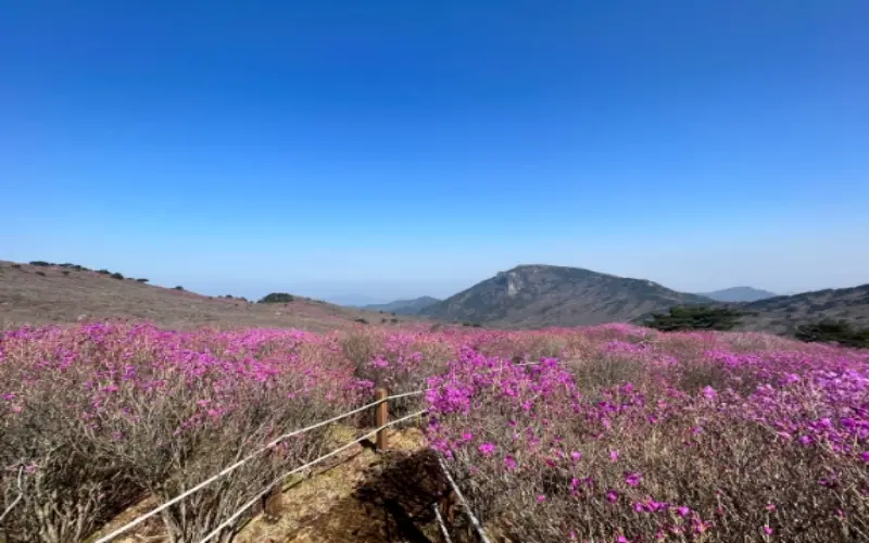 비슬산 참꽃축제_8