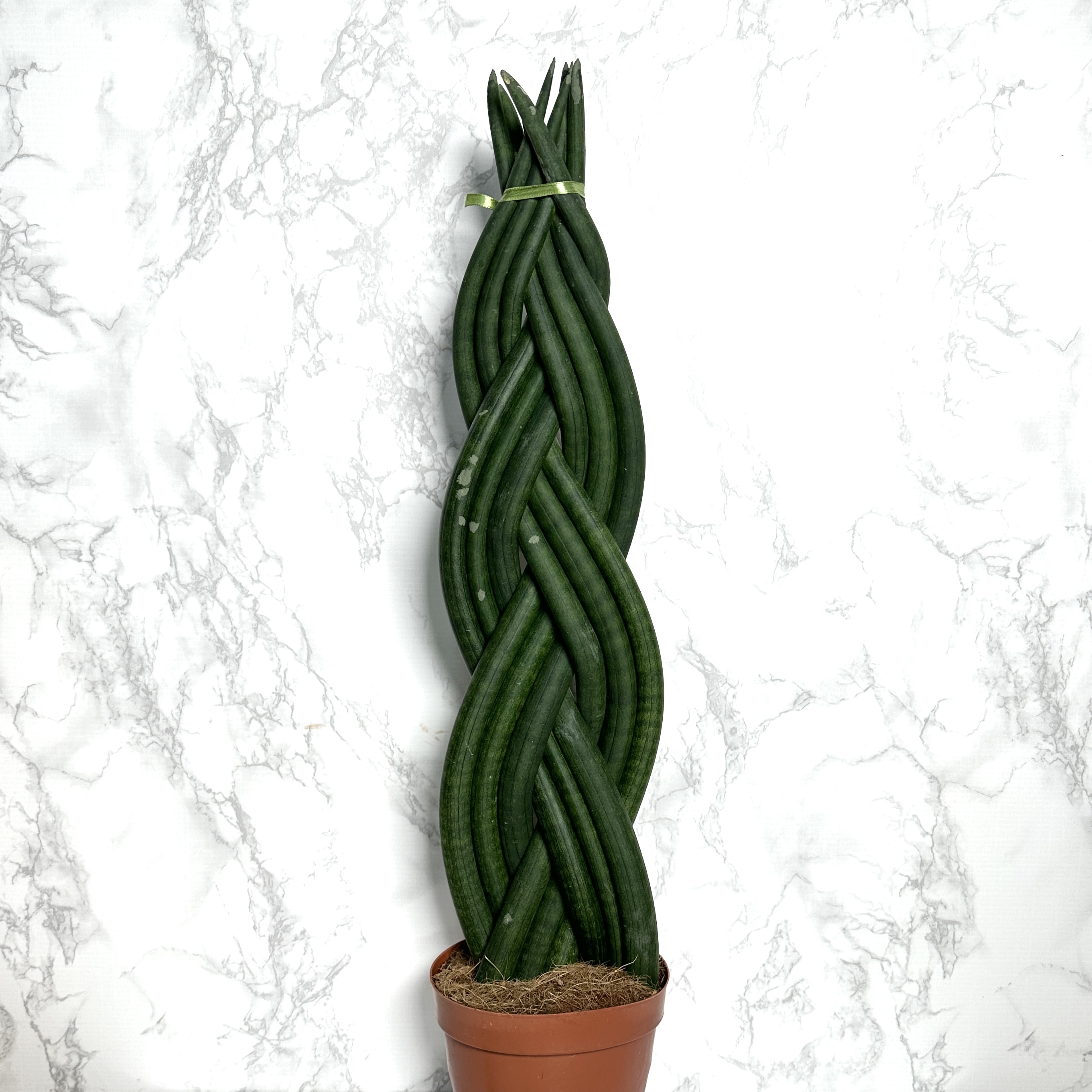 키우기 좋은 식물