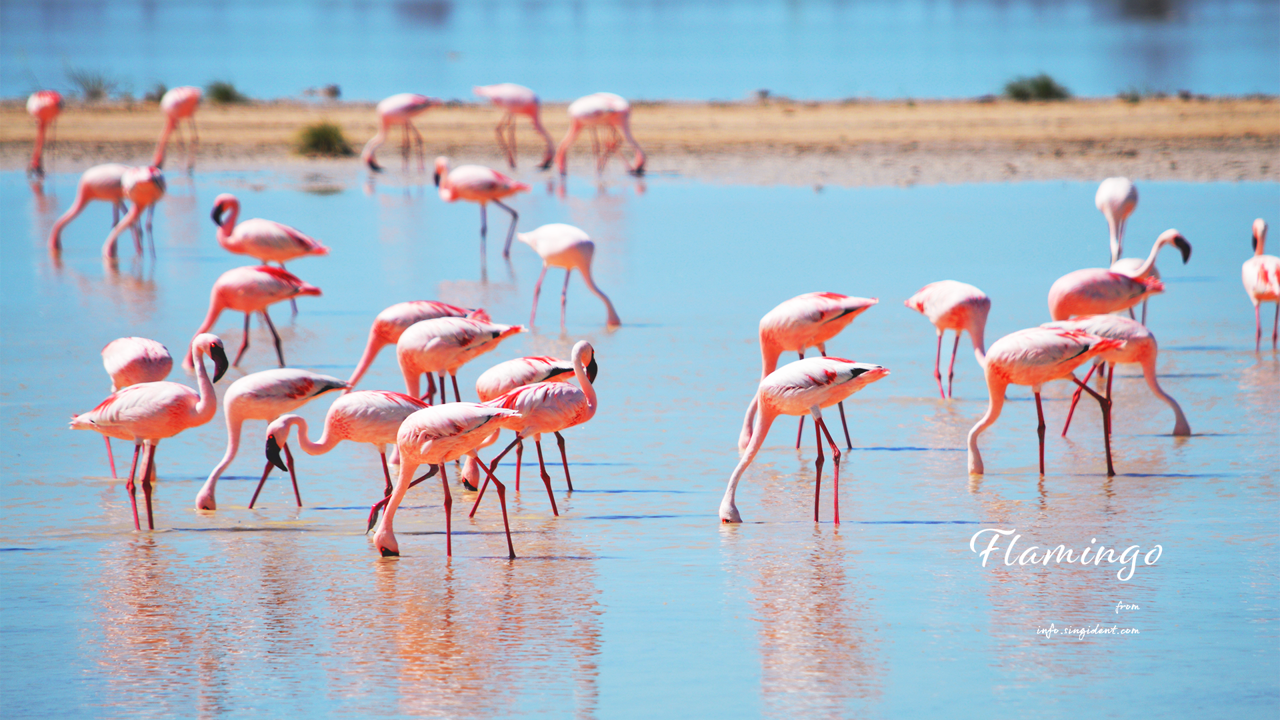 10 모래톱과 플라밍고 무리 C - Flamingo 플라밍고배경화면