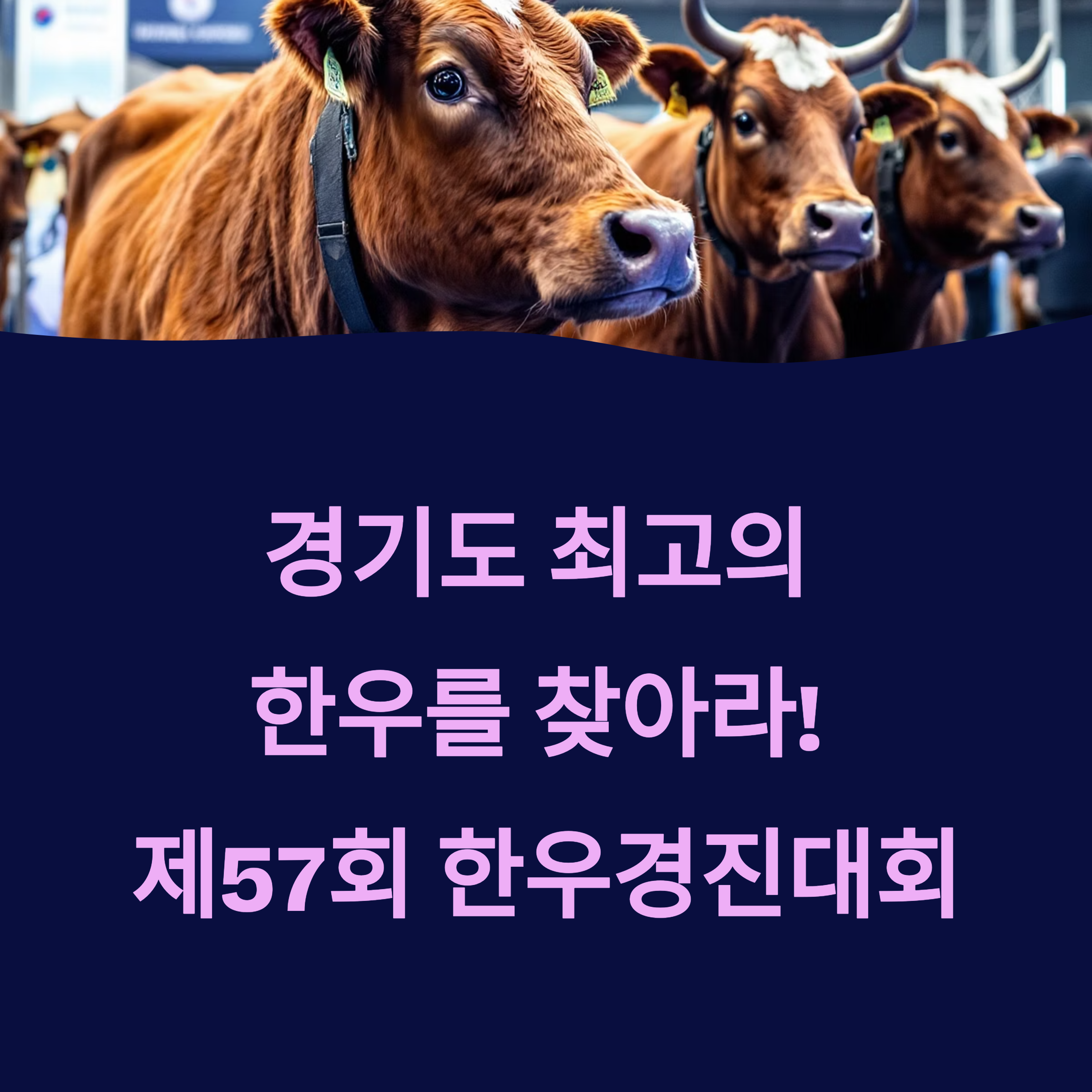 경기도 한우의 정점, 제57회 한우경진대회 개최 안내