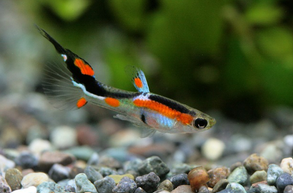 물고기꿈 상황별 해몽