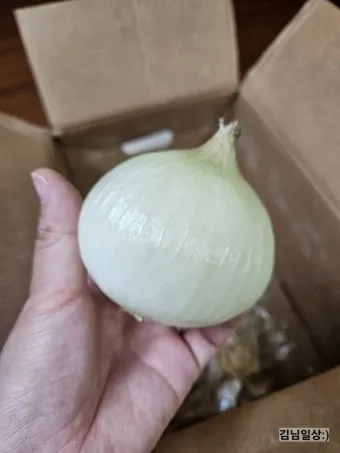 양파 수확시기_15