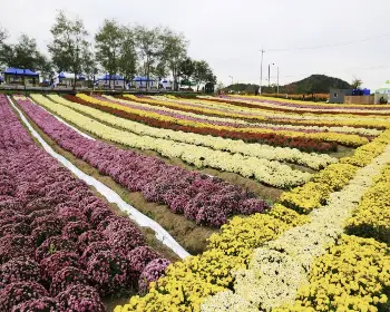 연천 국화축제_25