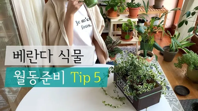 화분 베란다 단열 겨울철보온 커튼사용 찬바람차단 식물보호 요령_4