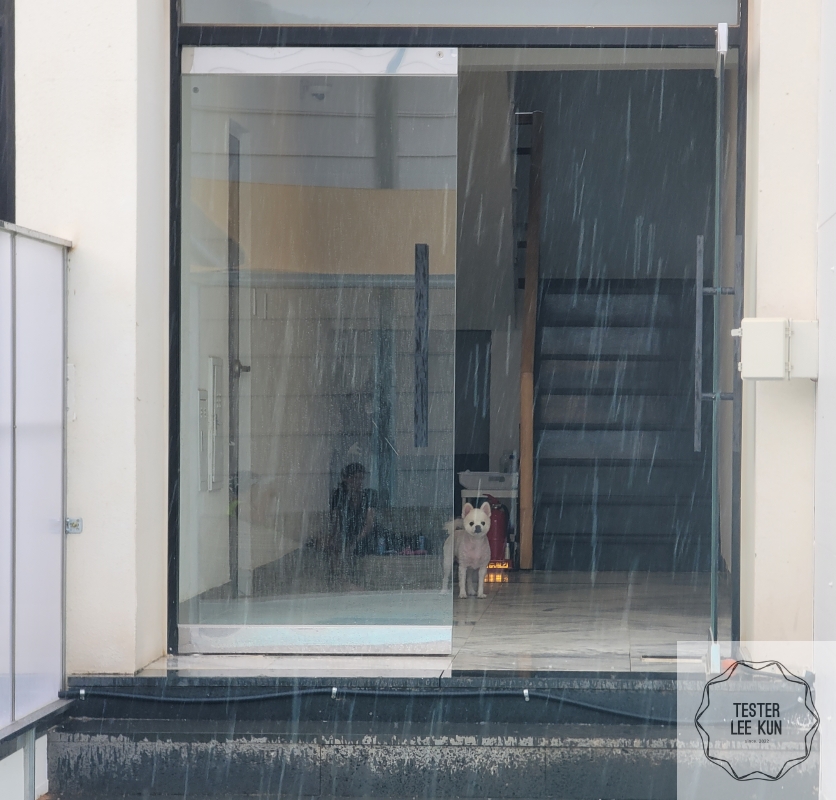 비 피하고 있는 강아지