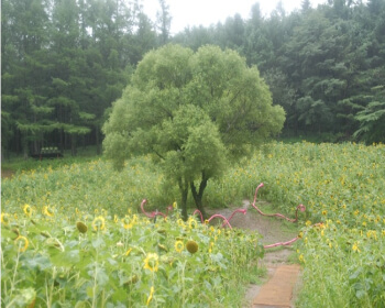 태백 해바라기 축제 가는 길