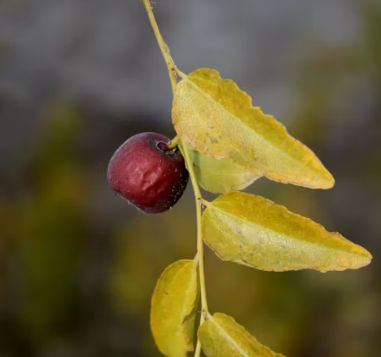 대추 효능과 부작용 고르는법 칼로리