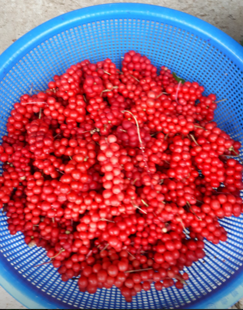 으뜸농원 오미자