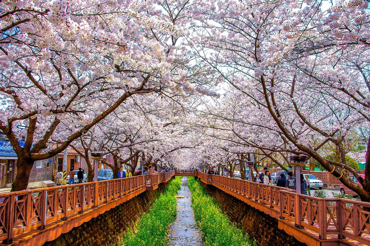 경주 벚꽃 만개 시기 확인하러 가기