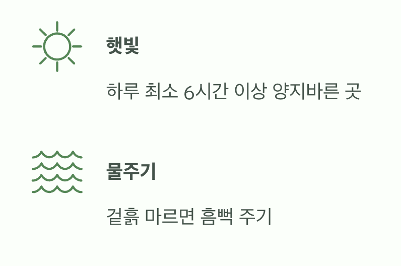 햇빛과 물, 가장 기본적인 관리