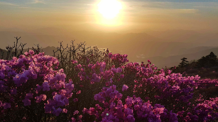 덕유산 정상의 진달래
