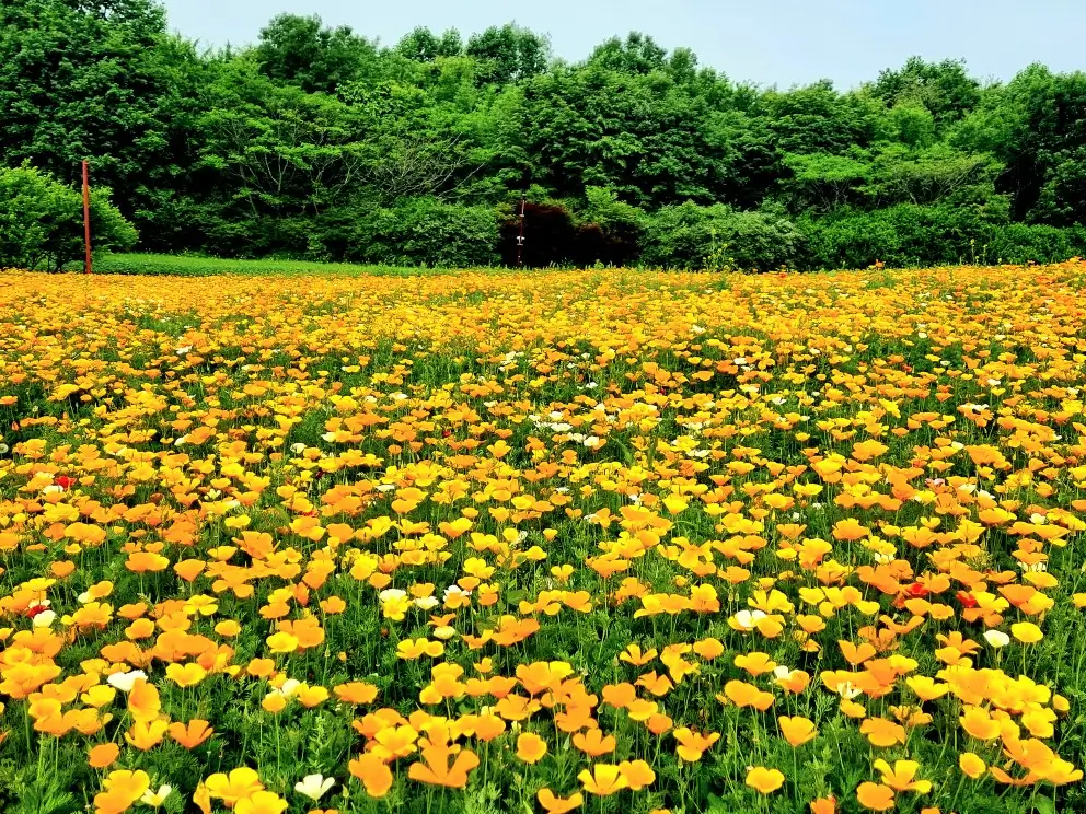 인천 드림파크 야생화단지: 봄꽃 축제 행사, 허브 화분 받기 이벤트 코스 안내, 카페, 주차
