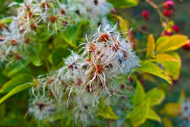 클레마티스 덩굴식물 특징, 구조물 연출법, 관리 요령