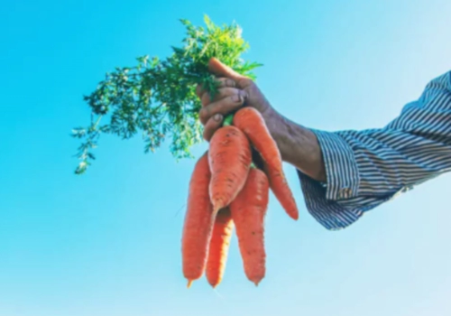 당근 효능 부작용