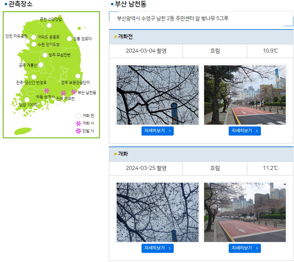 부산-개화정도-확인-사진